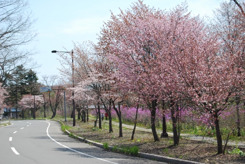 2017年　さくら開花情報