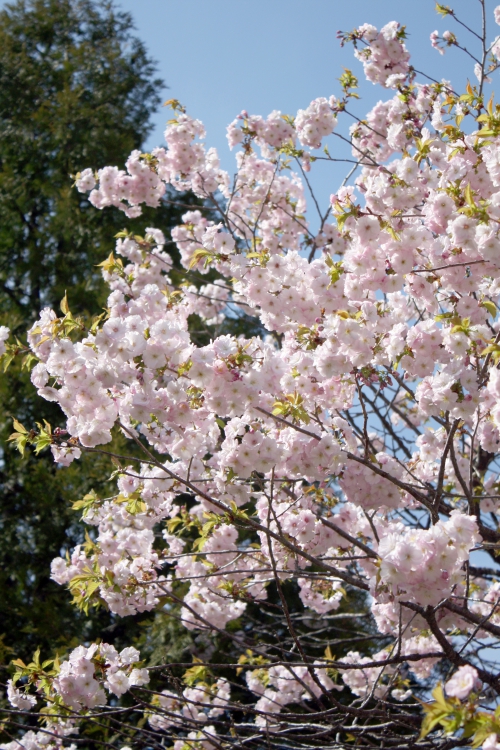 桜の見頃を迎えた登別