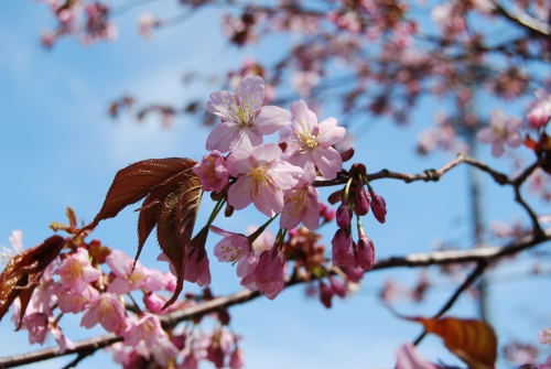 ゴールデンウィーク＆桜開花情報