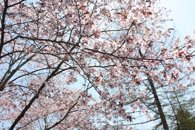 桜の見頃を迎えた登別