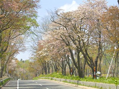 登別・ 函館　桜開花情報について